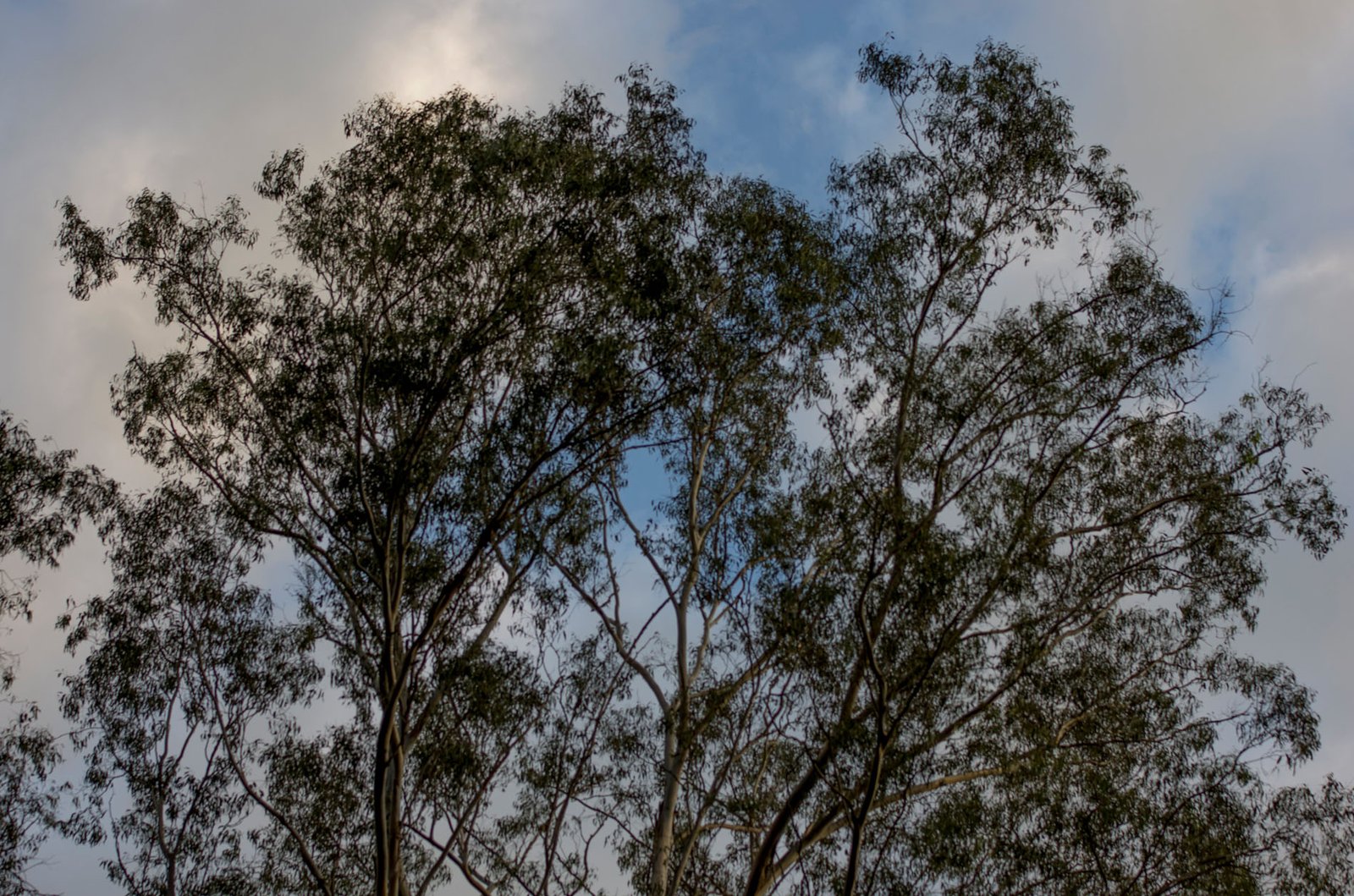 San Diego Zoo Part I 199